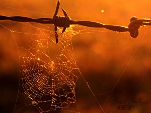 A spider's web on one of the paddocks' barbed wire fence in a golden afternoon